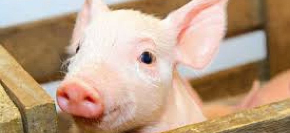 Il 20 marzo niente piatti a base di carne nei nidi e scuole d'infanzia di Trento